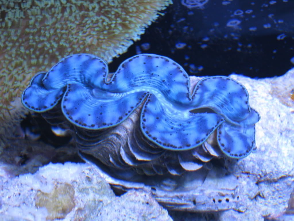 Derasa Clam