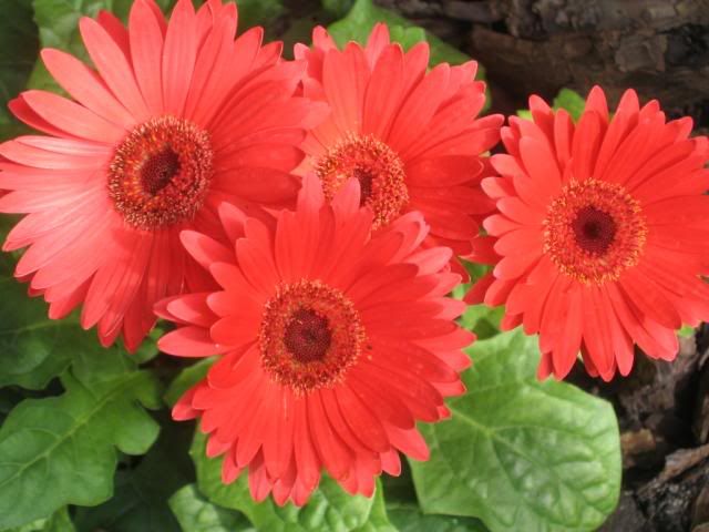 gerber daisy indoors