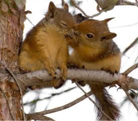 funny-pictures-kissing-squirrels-2.jpg