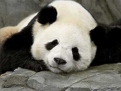 PAnda Pictures, Images and Photos