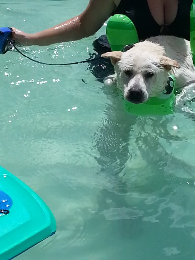 My dogs hate to swim...