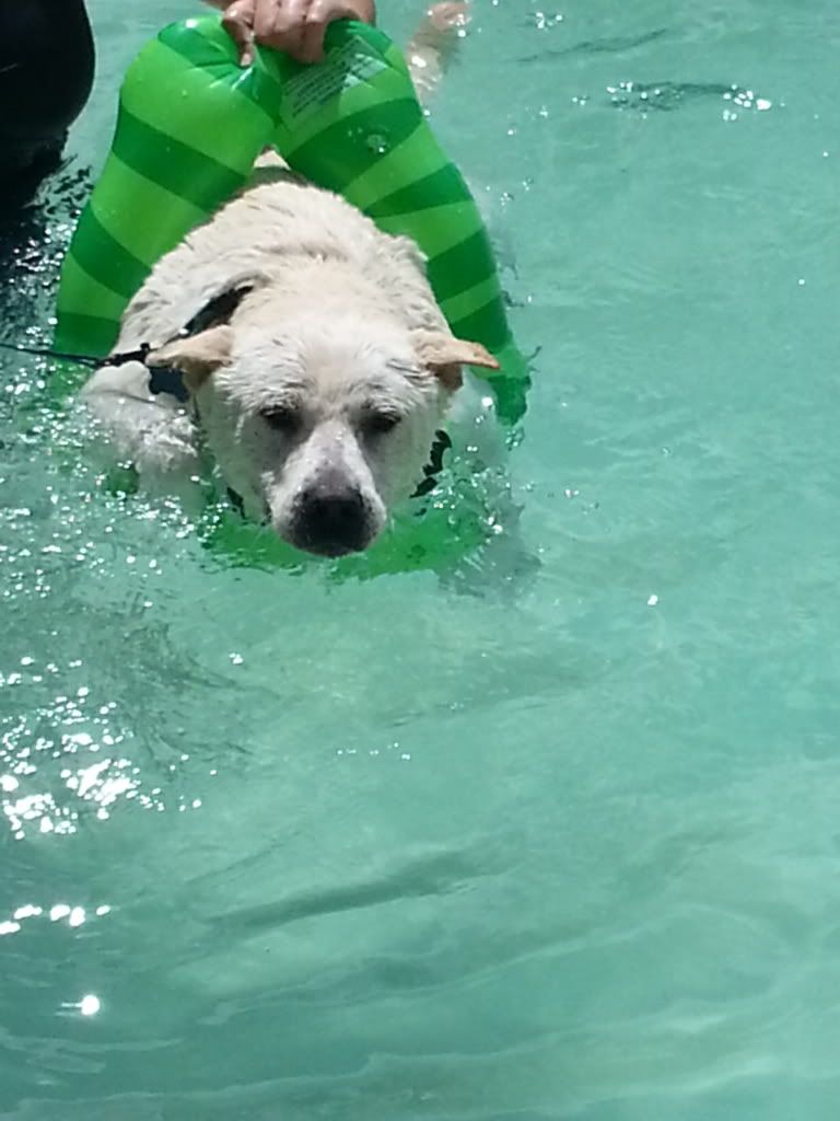 My dogs hate to swim...