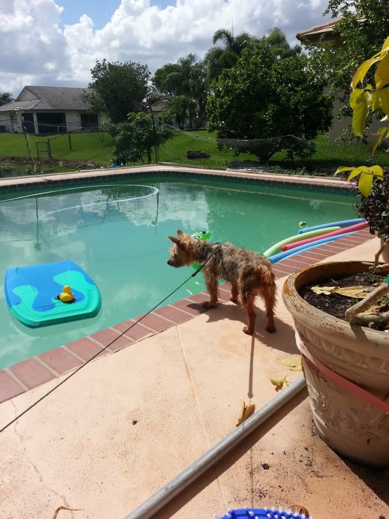 My dogs hate to swim...
