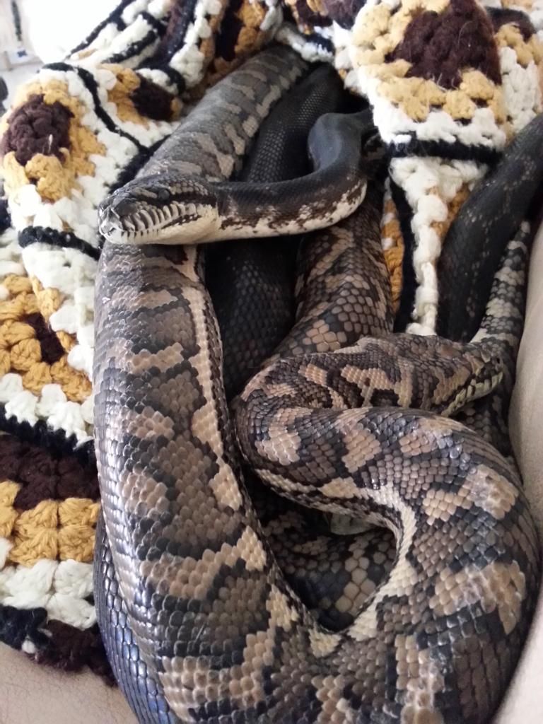 snakes like to cuddle too (actual snake pics inside, fyi)