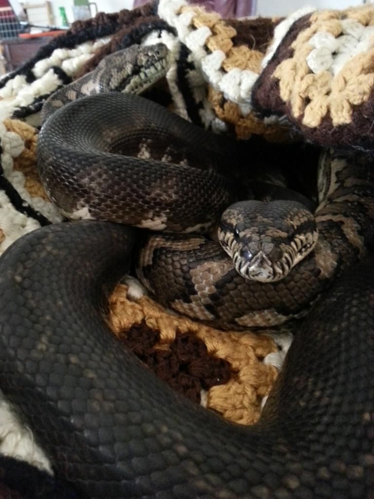 snakes like to cuddle too (actual snake pics inside, fyi)