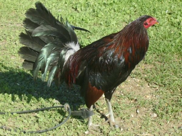 Gallos+Hatch+Gavilan+Ala+Venta Gavilan Hatch Kelso Roundhead Sweater Radio Of Gallos Picture Pictures
