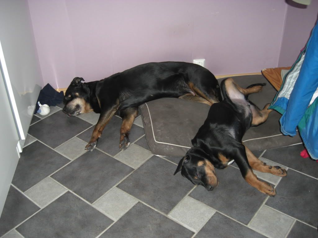Blogg tillh&ouml;rande majken : Majken & Alfred, Mera skoter :)
