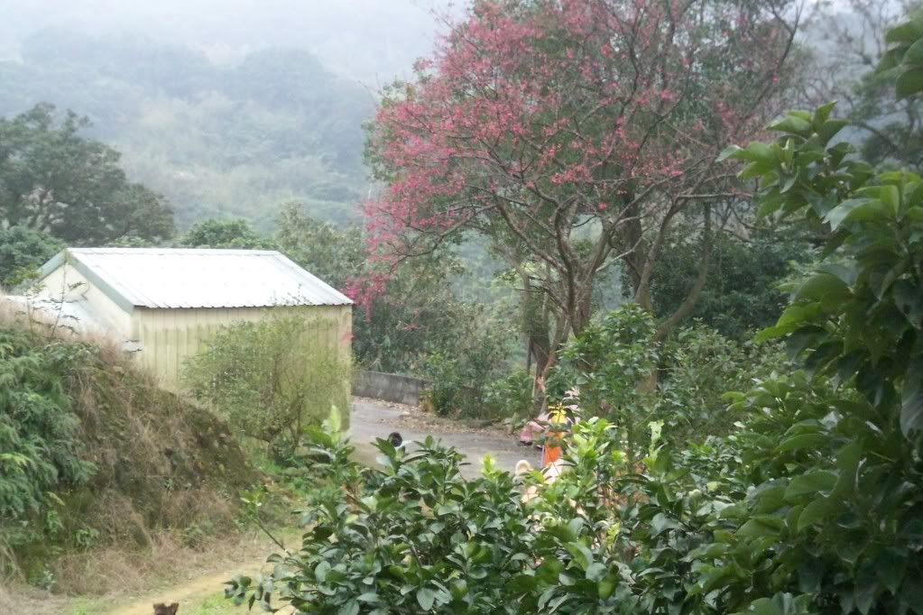 圖檔