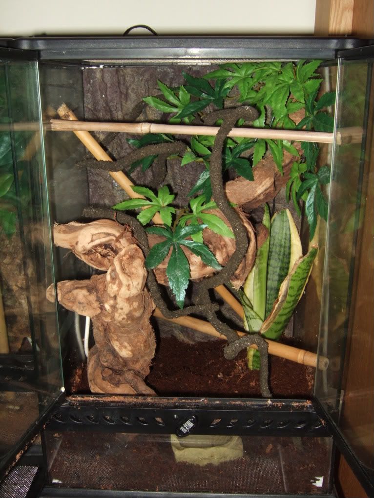 how to fit exo terra jungle vines? Reptile Forums